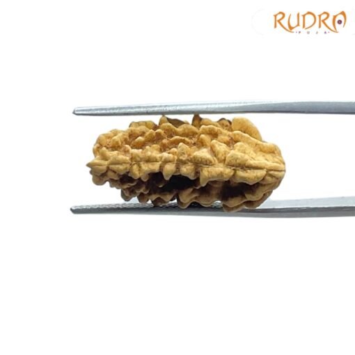 1 Mukhi Rudraksha Small ( 23.40 MM)