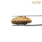 1 Mukhi Rudraksha ( 26.40 Mm )