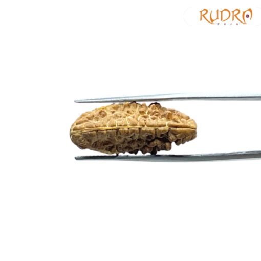 1 Mukhi Rudraksha ( 26.40 MM )