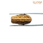 1 Mukhi Rudraksha Small ( 25.62 Mm)