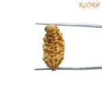 1 Mukhi Rudraksha Small ( 23.00 Mm)