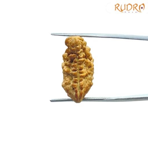 1 Mukhi Rudraksha Small ( 23.00 MM)