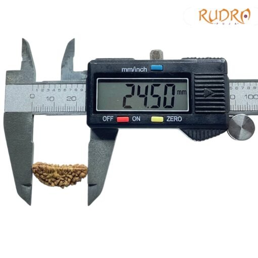 1 Mukhi Rudraksha Small ( 24.50 MM )