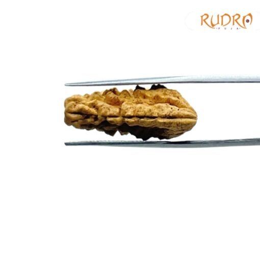 1 Mukhi Rudraksha ( 26.60 MM )