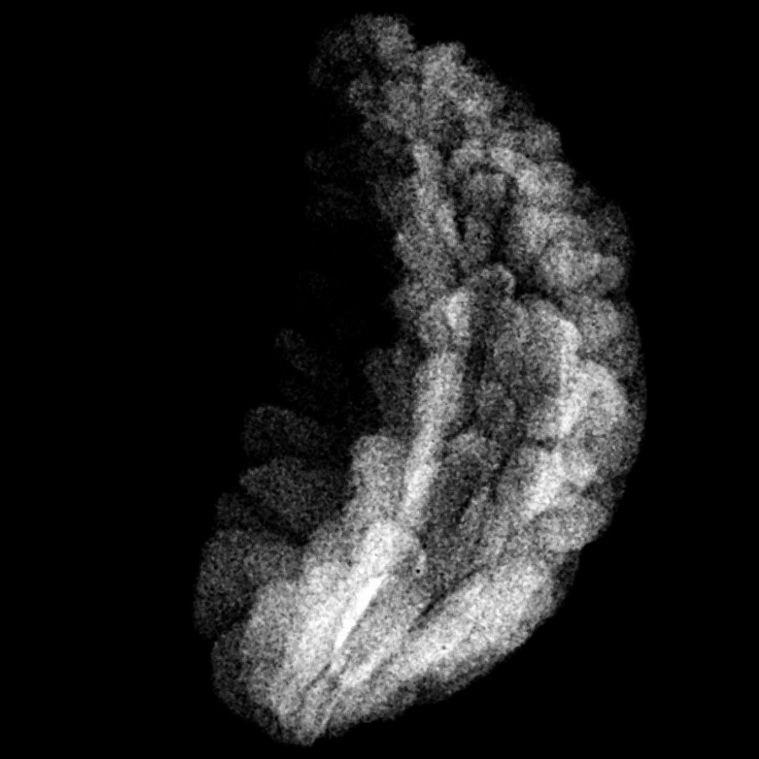 1 Mukhi Rudraksha Small ( 23.40 Mm) 5 1 Mukhi Rudraksha Small ( 23.40 Mm)