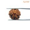 6-Mukhi-Rudraksha-Nepal-20.30-Mm-Bp-C.jpg