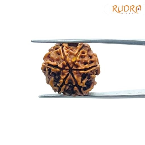 6-Mukhi-Rudraksha-Nepal-20.30-MM-BP-C.jpg