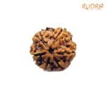 6-Mukhi-Rudraksha-Nepal-20.30-Mm-Fp-C.jpg