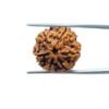 6 Mukhi Rudraksha Nepal (20.30 Mm) 34 6-Mukhi-Rudraksha-Nepal-20.30-Mm-Mp-C.jpg