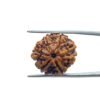 6 Mukhi Rudraksha Nepal (22.30 Mm)