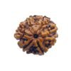 6 Mukhi Rudraksha Nepal (22.30 Mm)
