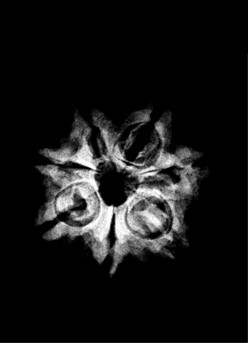 7-Mukhi-Nepal-20.30-MM.png