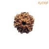 7 Mukhi Nepal Rudraksha ( 17.78 Mm) 11 7-Mukhi-Nepal-Rudraksha-17.78-Mm-Fp-C.jpg