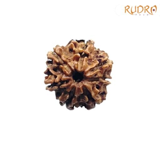7-Mukhi-Nepal-Rudraksha-17.78-MM-FP-C.jpg