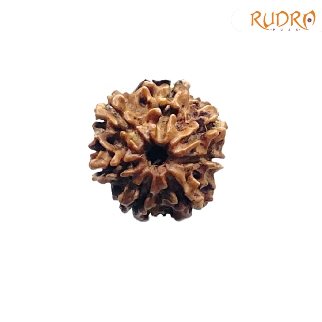 7 Mukhi Nepal Rudraksha ( 17.78 Mm) 2 7-Mukhi-Nepal-Rudraksha-17.78-Mm-Fp-C.jpg