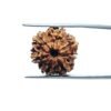 7 Mukhi Nepal Rudraksha ( 17.78 Mm) 9 7-Mukhi-Nepal-Rudraksha-17.78-Mm-Mp-C.jpg
