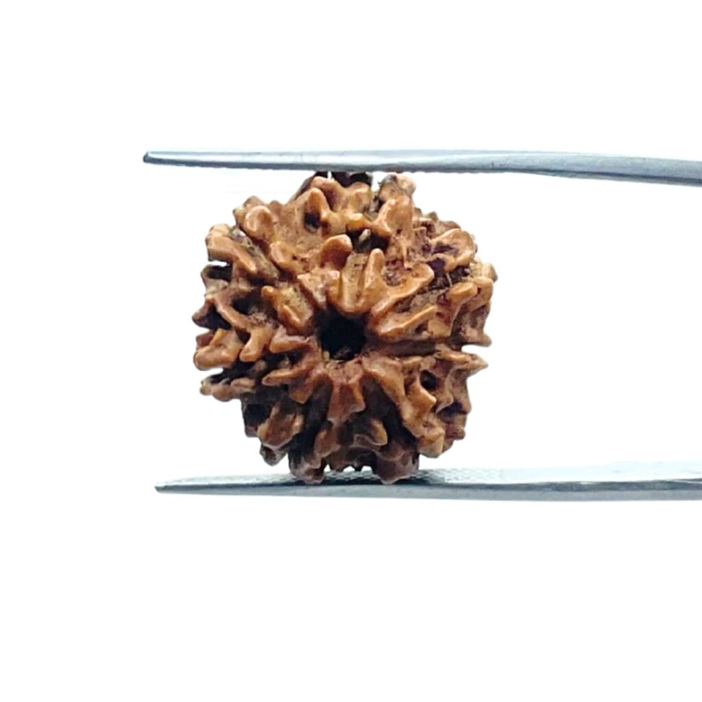 Perline Rudraksha Originali del Nepal 5 Mukhi Marrone Chiaro di Alta Qualità per