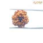 7 Mukhi Nepal Rudraksha ( 17.78 Mm) 6 7-Mukhi-Nepal-Rudraksha-17.78-Mm-Rp-C.jpg