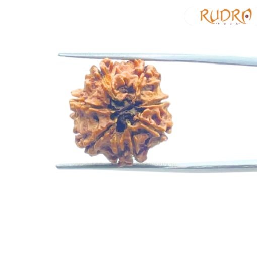 7-Mukhi-Nepal-Rudraksha-17.78-MM-RP-C.jpg