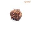 7 Mukhi Nepal Rudraksha (20.03 Mm) 14 7-Mukhi-Nepal-Rudraksha-20.03-Mm-Bp-C.jpg