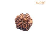7 Mukhi Nepal Rudraksha (20.03 Mm) 7 7-Mukhi-Nepal-Rudraksha-20.03-Mm-Bp-C.jpg