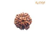 7-Mukhi-Nepal-Rudraksha-20.03-MM-FP-C.jpg