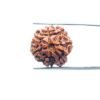 7 Mukhi Nepal Rudraksha (20.03 Mm) 30 7-Mukhi-Nepal-Rudraksha-20.03-Mm-Mp-C.jpg
