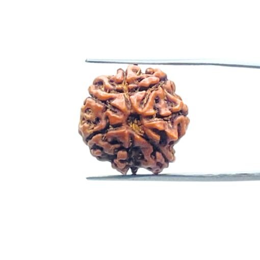 7-Mukhi-Nepal-Rudraksha-20.03-Mm-Mp-C.jpg