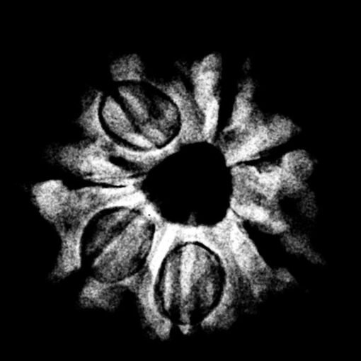 7 Mukhi Nepal Rudraksha (20.03 MM) x-ray