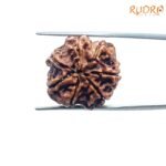 7 Mukhi Nepal Rudraksha (20.77 Mm) 7 7-Mukhi-Nepal-Rudraksha-20.77-Mm-Bp-C.jpg