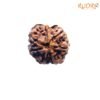 7 Mukhi Nepal Rudraksha (20.77 Mm) 13 7-Mukhi-Nepal-Rudraksha-20.77-Mm-Fp-C.jpg