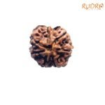 7-Mukhi-Nepal-Rudraksha-20.77-MM-FP-C.jpg