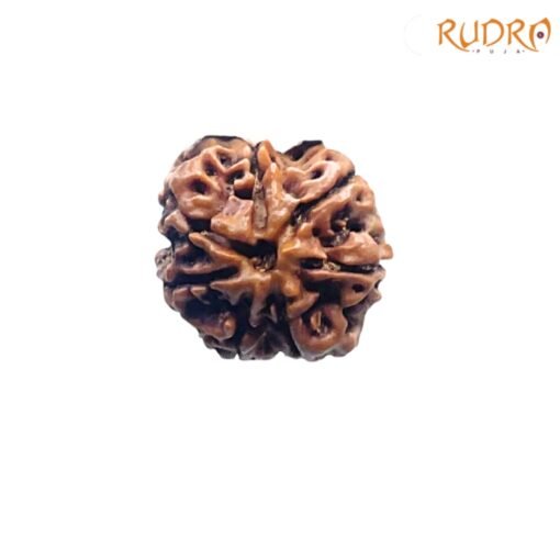 7-Mukhi-Nepal-Rudraksha-20.77-MM-FP-C.jpg