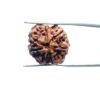 7 Mukhi Nepal Rudraksha (20.77 Mm) 11 7-Mukhi-Nepal-Rudraksha-20.77-Mm-Mp-C.jpg