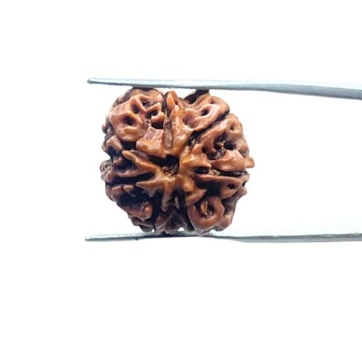 7-Mukhi-Nepal-Rudraksha-20.77-Mm-Mp-C.jpg