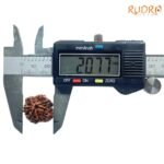 7 Mukhi Nepal Rudraksha (20.77 Mm) 8 7-Mukhi-Nepal-Rudraksha-20.77-Mm-Opc.jpg