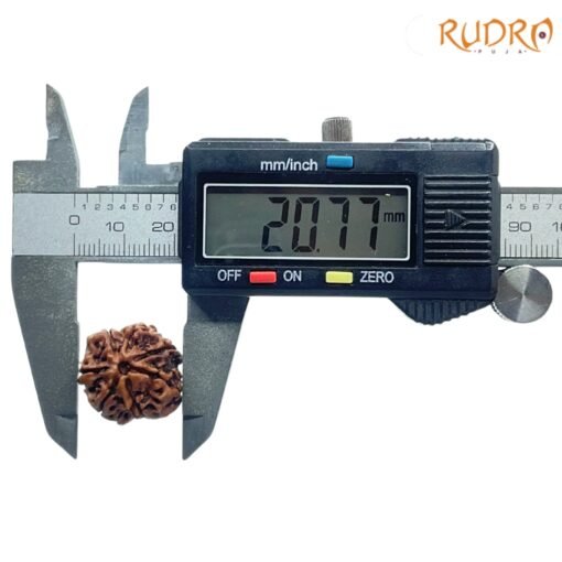 7-Mukhi-Nepal-Rudraksha-20.77-MM-OPC.jpg