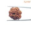 7 Mukhi Nepal Rudraksha (21.16 Mm) 14 7-Mukhi-Nepal-Rudraksha-21.16-Mm-Bp-C.jpg