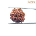 7 Mukhi Nepal Rudraksha (21.16 Mm) 7 7-Mukhi-Nepal-Rudraksha-21.16-Mm-Bp-C.jpg