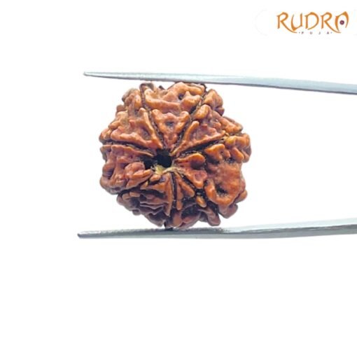 7-Mukhi-Nepal-Rudraksha-21.16-MM-BP-C.jpg