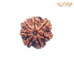 7-Mukhi-Nepal-Rudraksha-21.16-MM-FP-C.jpg