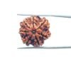 7 Mukhi Nepal Rudraksha (21.16 Mm) 35 7-Mukhi-Nepal-Rudraksha-21.16-Mm-Mp-C.jpg