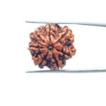 7-Mukhi-Nepal-Rudraksha-21.16-MM-MP-C.jpg