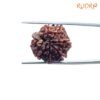 7 Mukhi Nepal Rudraksha (21.49 Mm) 12 7-Mukhi-Nepal-Rudraksha-21.49-Mm-Bp-C.jpg