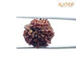 7 Mukhi Nepal Rudraksha (21.49 Mm) 6 7-Mukhi-Nepal-Rudraksha-21.49-Mm-Bp-C.jpg