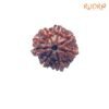 7 Mukhi Nepal Rudraksha (21.49 Mm) 11 7-Mukhi-Nepal-Rudraksha-21.49-Mm-Fp-C.jpg