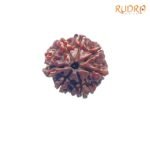 7-Mukhi-Nepal-Rudraksha-21.49-MM-FP-C.jpg