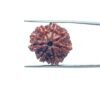 7 Mukhi Nepal Rudraksha (21.49 Mm) 34 7-Mukhi-Nepal-Rudraksha-21.49-Mm-Mp-C.jpg