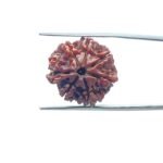7-Mukhi-Nepal-Rudraksha-21.49-MM-MP-C.jpg