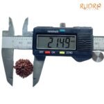 7 Mukhi Nepal Rudraksha (21.49 Mm) 7 7-Mukhi-Nepal-Rudraksha-21.49-Mm-Op-C.jpg